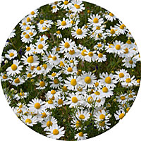 Chamomile