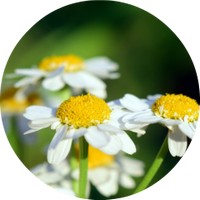 Manzanilla Marroqui - Ormensis Multicaulis