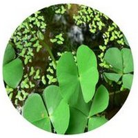 Marsilea Quadrifolia - Water Clover
