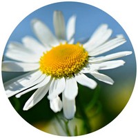 Matricaria - Manzanilla