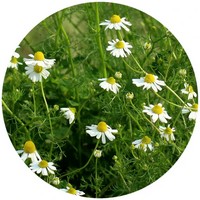 Matricaria - Manzanilla