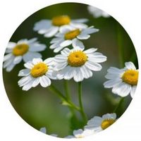 Matricaria - Manzanilla