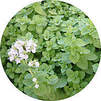 Mejorana o Mayorana: Origanum Majorana
