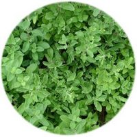Mejorana o Mayorana: Origanum Majorana