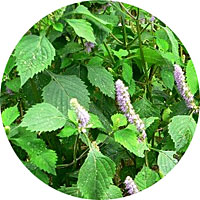 Mejorana o Mayorana: Origanum Majorana