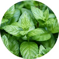Mentha