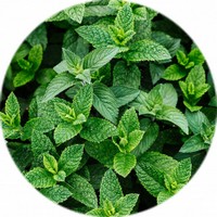 Mentha