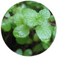Mentha Spicata