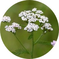 Milenrama: Achillea Millefolium - Yarrow