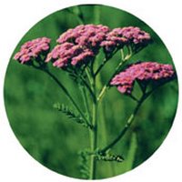 Milenrama: Achillea Millefolium - Yarrow