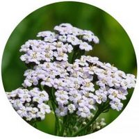 Milenrama - Yarrow