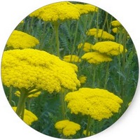 Milenrama Dorada - Achillea Filipendulina