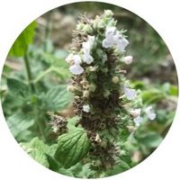 Nepeta Cataria - Catnip