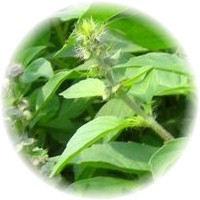 Schizonepeta Tenuifolia