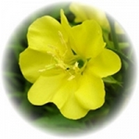 Oenothera Biennis - Evening Primrose