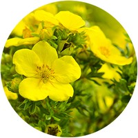 Oenothera Biennis - Evening Primrose