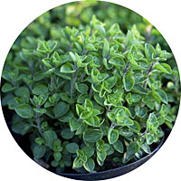 Origanum Heracleoticum
