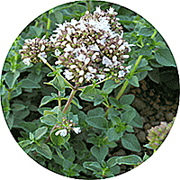 Origanum x Majoricum