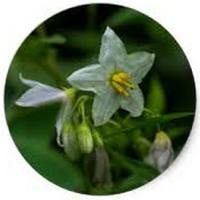 Ortiga de Bull: Solanum Carolinense