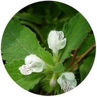 Ortiga: Lamium Album Barbatum