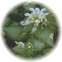 Ortiga: Lamium Purpureum