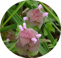 Ortiga: Lamium Album