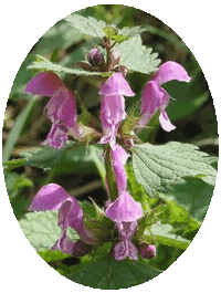 Ortiga: Lamium Maculatum