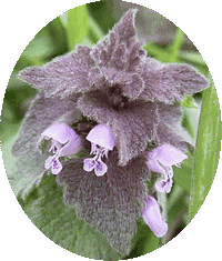 Ortiga: Lamium Amplexicaule