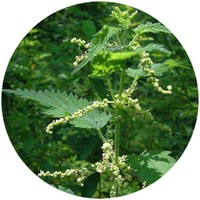 Ortiga Mayor: Urtica Dioica