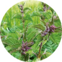 Ortiga Mayor: Urtica Dioica