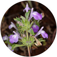 Ortiga Mayor: Urtica Dioica