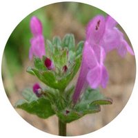 Ortiga: Urtica Urens