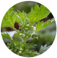 Urtica Urens