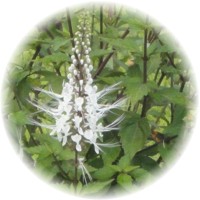 Ortosifon: Orthosiphon