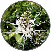 Cat Whiskers - Orthosiphon