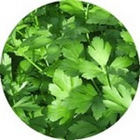 Petroselinum Crispum
