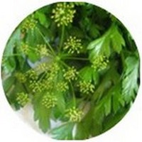 Petroselinum Crispum