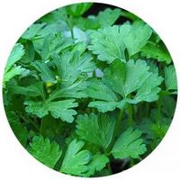 Petroselinum Crispum