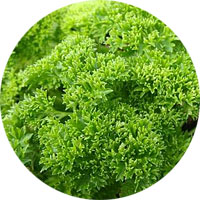 Petroselinum Crispum