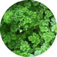 Petroselinum Crispum