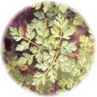 Anthriscus Cerefolium