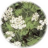 Chaerophyllum Bulbosum