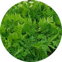 Anthriscus Sylvestris