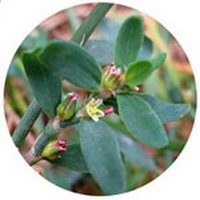 Polygonum Persicaria