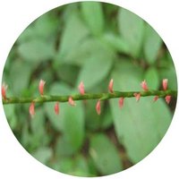 Persicaria Filiformis