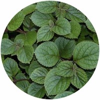 Plectranthus
