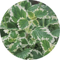 Plectranthus