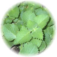 Plectranthus Amboinicus