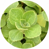 Plectranthus Neochilus