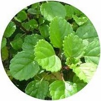 Plectranthus Verticillatus